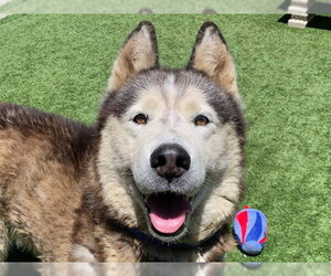 Siberian Husky Dogs for adoption in Moreno Valley, CA, USA