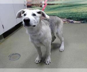 German Shepherd Dog-Unknown Mix Dogs for adoption in Moreno Valley, CA, USA