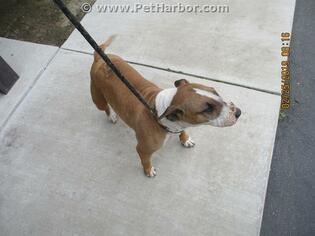 Bull Terrier Dogs for adoption in Stockton, CA, USA