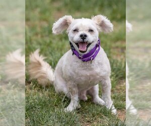 Maltese-Unknown Mix Dogs for adoption in Waterford, VA, USA