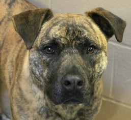 Mastador Dogs for adoption in Hilton Head, SC, USA