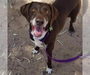 German Shorthaired Pointer Dogs for adoption in Tempe, AZ, USA