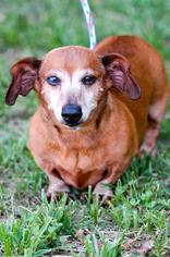 Dachshund Dogs for adoption in Johnson City, TN, USA