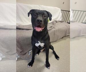 Mutt Dogs for adoption in Fort Wayne, IN, USA