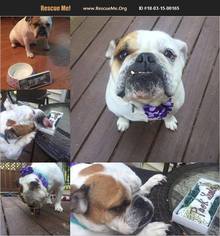 Bulldog Dogs for adoption in Brighton, TN, USA