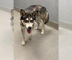 Huskies -Unknown Mix Dogs for adoption in Las Vegas, NV, USA