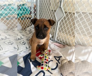 Mutt Dogs for adoption in Fenton, MO, USA