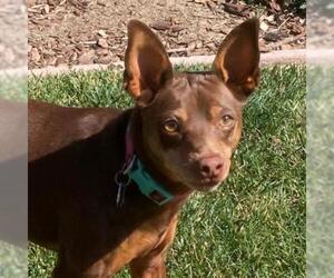 Miniature Pinscher Dogs for adoption in Pleasanton, CA, USA