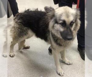 German Shepherd Dog-Unknown Mix Dogs for adoption in Riverside, CA, USA