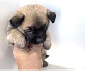 Pug-Unknown Mix Dogs for adoption in Houston, TX, USA