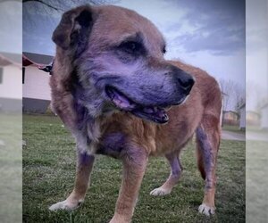 Mutt Dogs for adoption in Eureka Springs, AR, USA