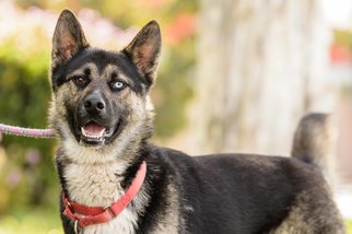 Small Alaskan Husky-German Shepherd Dog Mix