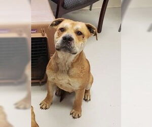 American Pit Bull Terrier-Bulldog Mix Dogs for adoption in Mt. Gilead, OH, USA