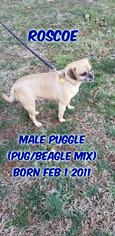 Puggle Dogs for adoption in Huddleston, VA, USA