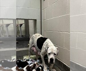 American Bulldog Dogs for adoption in Upland, CA, USA
