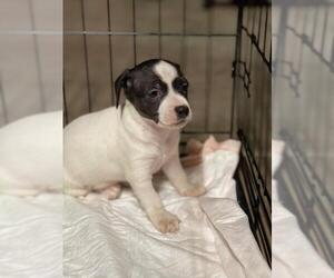 Rat-Cha Dogs for adoption in Arlington, WA, USA