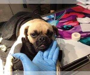 Pug-Unknown Mix Dogs for adoption in Riverside, CA, USA