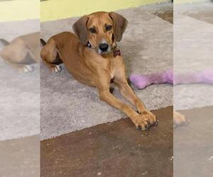 Redbone Coonhound-Unknown Mix Dogs for adoption in Williston, FL, USA