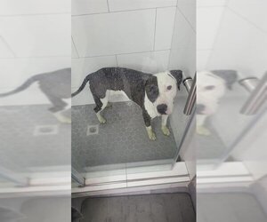 American Pit Bull Terrier Dogs for adoption in Ogden, UT, USA