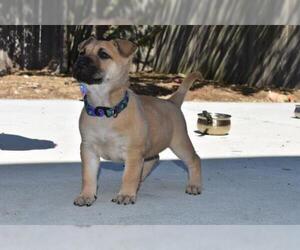 Shepradors Dogs for adoption in Palo Alto, CA, USA