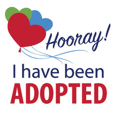 Redbone Coonhound Dogs for adoption in Alexandria, VA, USA