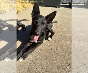 German Shepherd Dog-Unknown Mix Dogs for adoption in DISCOVERY BAY, CA, USA