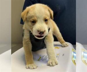 Border Collie-Unknown Mix Dogs for adoption in Visalia, CA, USA