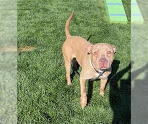 American Pit Bull Terrier Dogs for adoption in Bakersfield, CA, USA