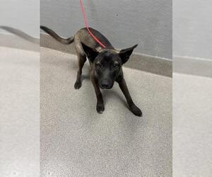 Mutt Dogs for adoption in Las Vegas, NV, USA