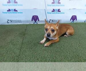 Chihuahua Dogs for adoption in Orlando, FL, USA