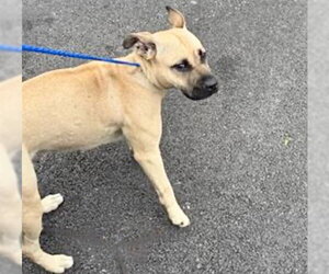 Black Mouth Cur-Unknown Mix Dogs for adoption in Houston, TX, USA