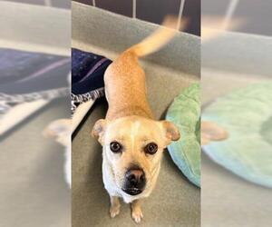 Mutt Dogs for adoption in San Martin, CA, USA