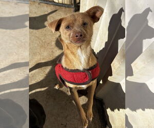 Chihuahua-Unknown Mix Dogs for adoption in Chico, CA, USA
