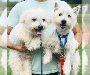 Bichon Frise Dogs for adoption in Cumming, GA, USA