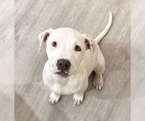American Pit Bull Terrier-Unknown Mix Dogs for adoption in New Orleans, LA, USA