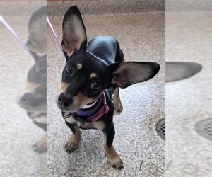 Chihuahua-Unknown Mix Dogs for adoption in Pueblo, CO, USA