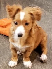 Pembroke Welsh Corgi Dogs for adoption in Tempe, AZ, USA