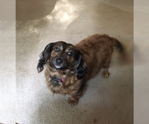 Dachshund Dogs for adoption in Mundelein, IL, USA