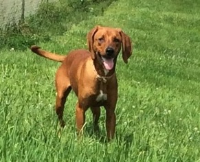 Redbone Coonhound Dogs for adoption in Sistersville, WV, USA