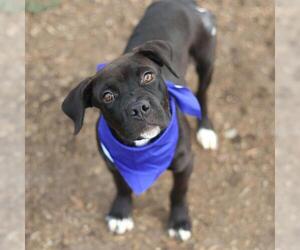 Great Dane-Unknown Mix Dogs for adoption in San Antonio, TX, USA