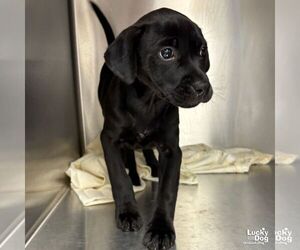 Labrador Retriever-Unknown Mix Dogs for adoption in Washington, DC, USA