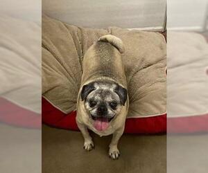 Pug Dogs for adoption in St. George, UT, USA