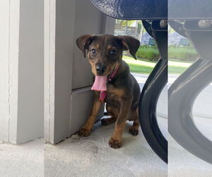 Mutt Dogs for adoption in Royal Palm Beach, FL, USA