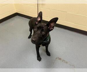 German Shepherd Dog-Unknown Mix Dogs for adoption in Denver, CO, USA
