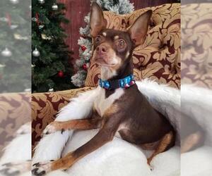 Chipin Dogs for adoption in Camarillo, CA, USA