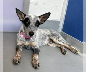 Mutt Dogs for adoption in Paso Robles, CA, USA