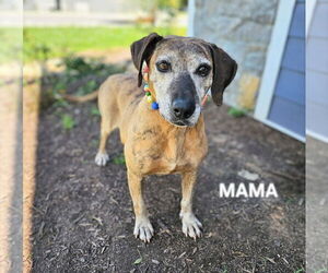 Plott Hound-Unknown Mix Dogs for adoption in Maryville, TN, USA