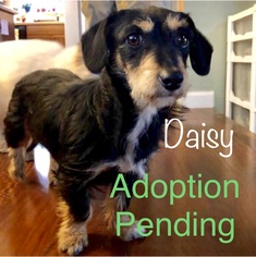 Dachshund-Unknown Mix Dogs for adoption in Los Angeles, CA, USA