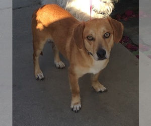 Dachshund Dogs for adoption in Newport Beach, CA, USA