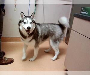 Siberian Husky Dogs for adoption in Martinez, CA, USA